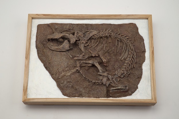 「レペノマムス・ギガンティクス」化石標本（複製） 国立科学博物館蔵
