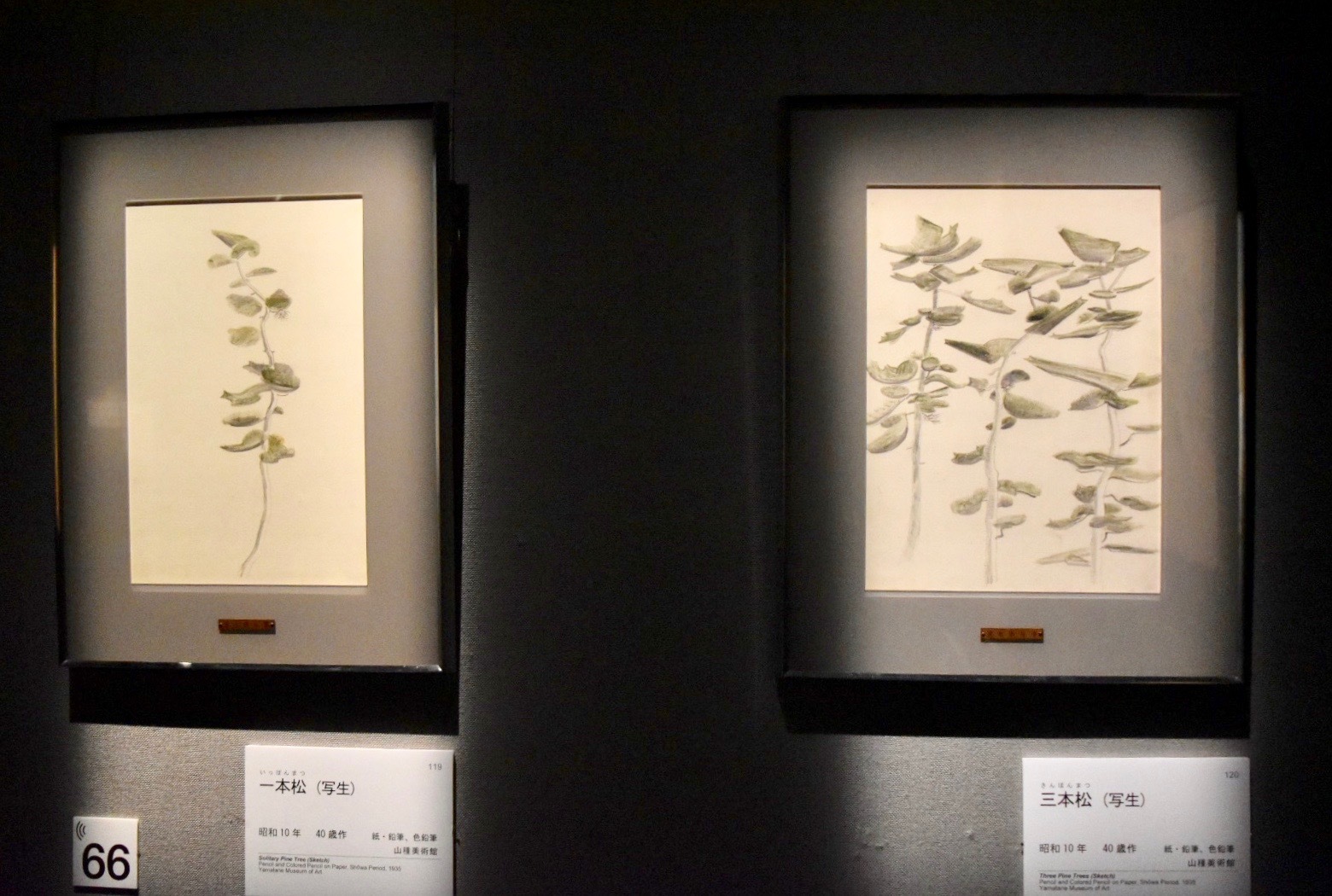 左：速水御舟　《一本松（写生）》　昭和10年　山種美術館蔵、右：速水御舟　《三本松（写生）》　昭和10年　山種美術館蔵