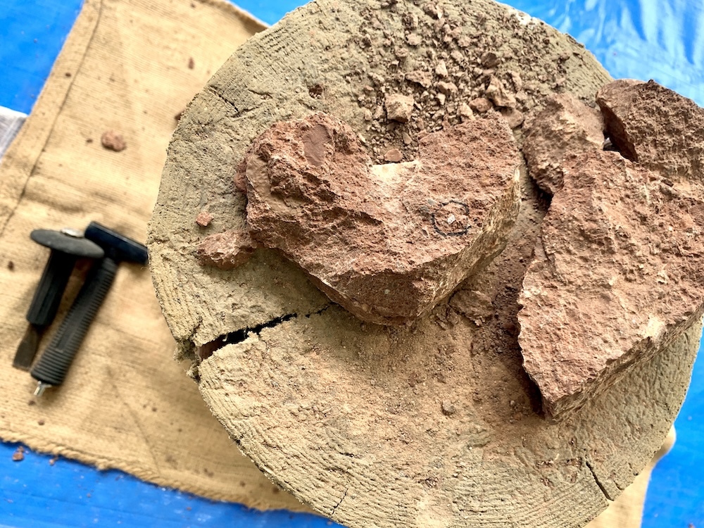 図らずもハート型に割れました。マルのついている部分が化石。