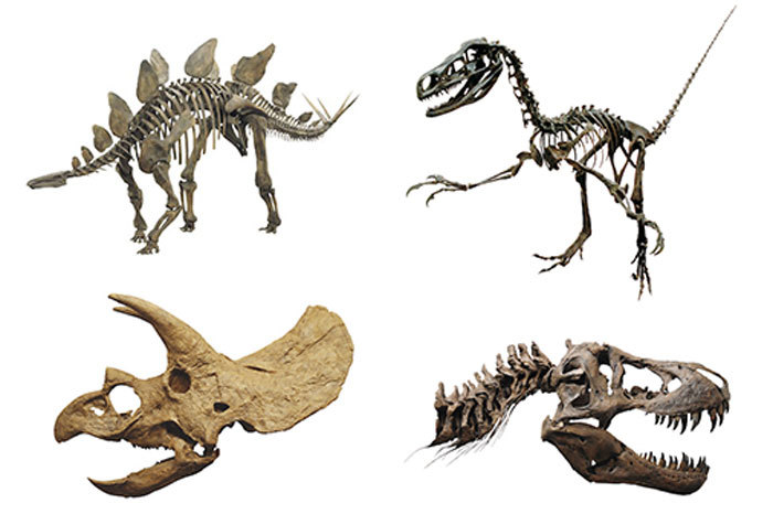福井県立恐竜博物館から、貴重な標本が集結　ステゴサウルス(左上)・フクイベナートル(右上) トリケラトプス頭骨(左下)・ティラノサウルス頭骨(右下) 福井県立恐竜博物館所蔵