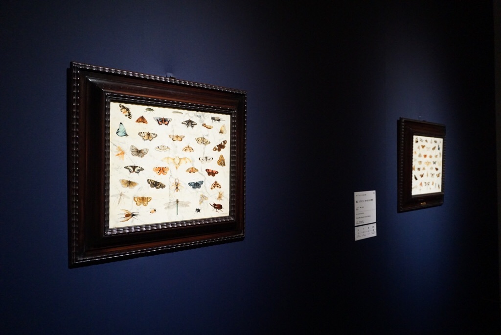 《蝶、カブトムシ、コウモリの習作》ヤン･ファン･ケッセル1世 1659年