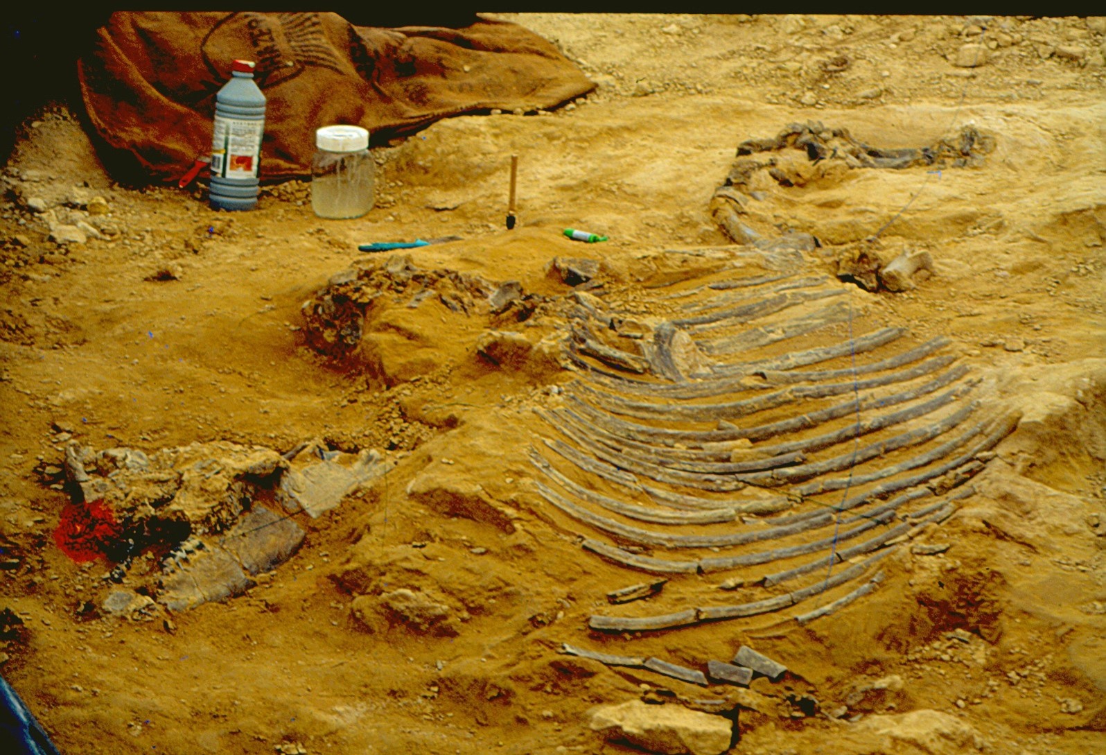 ディアセラテリウム化石発掘の様子