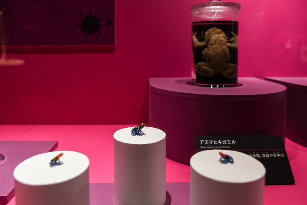 「ヤドクガエルの仲間」の展示