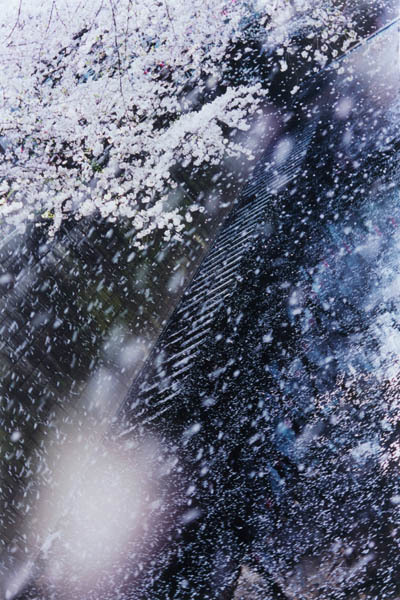 (C)mika ninagawa, Courtesy of Tomio Koyama Gallery