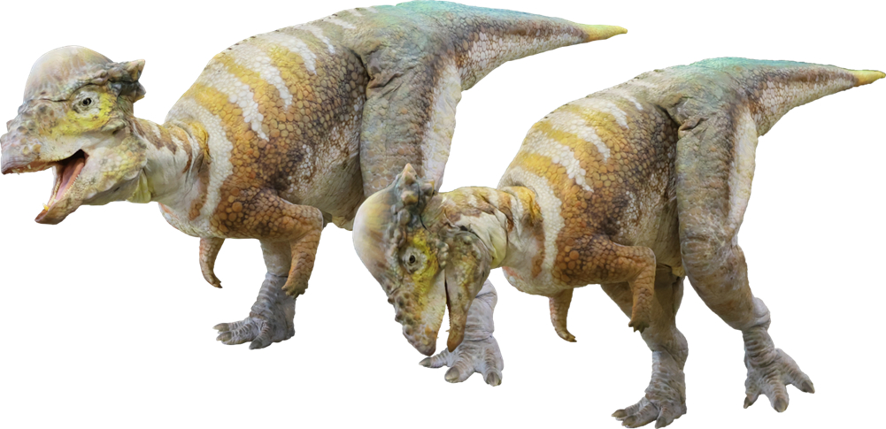 パキケファロサウルス (C)ON-ART