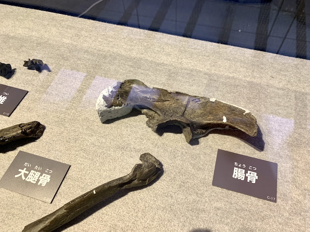 ティラノミムス・フクイエンシスの複製化石標本
