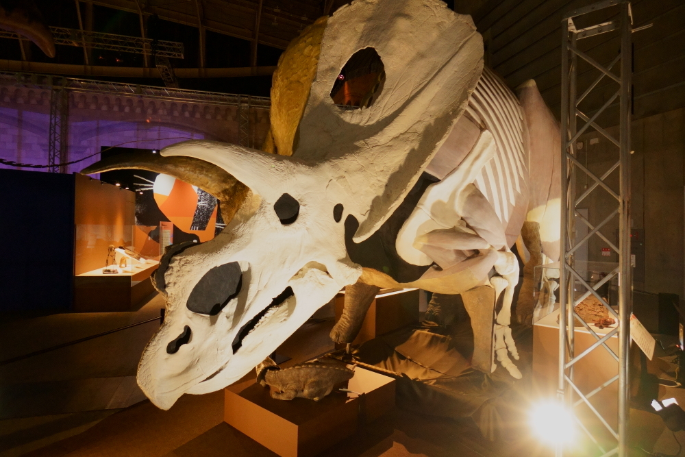 ピザのようにハーフ＆ハーフのトリケラトプス　福井県立恐竜博物館