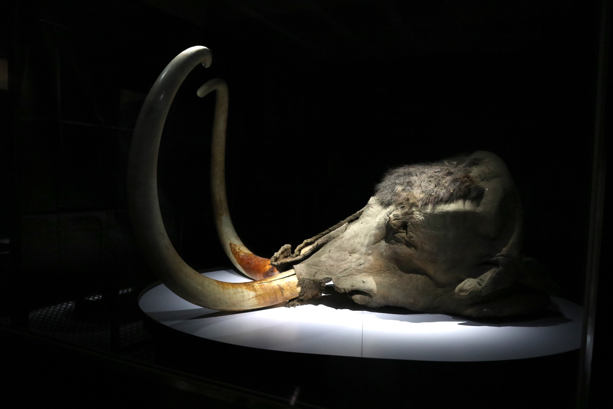 「ユカギルマンモス」の頭部冷凍標本