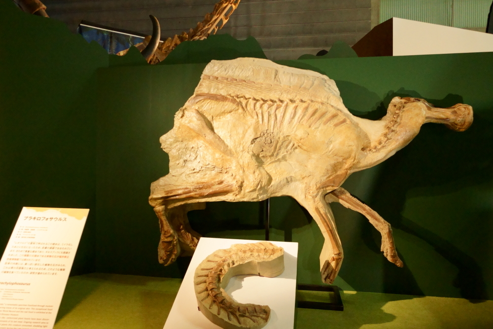 ブラキロフォサウルスは鳥脚類の恐竜で、カモノハシのような平べったいくちばしが特徴　福井県立恐竜博物館