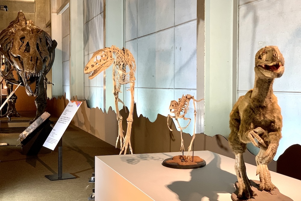 右手前から：ディロン、ラプトレックス　福井県立恐竜博物館、ティラノサウルス