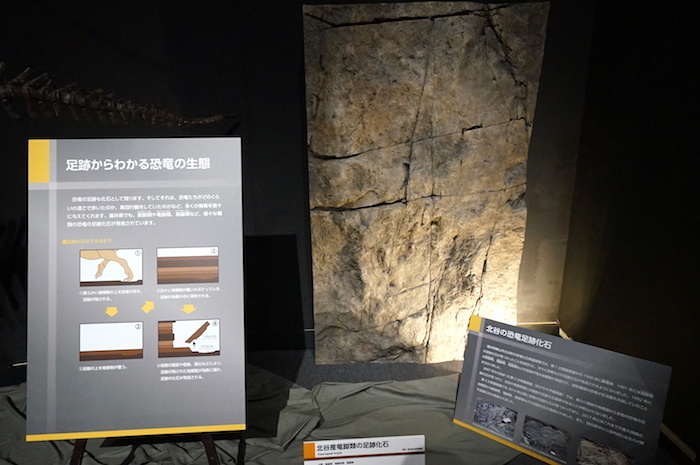 北谷産竜脚類の足跡化石 福井県立恐竜博物館所蔵