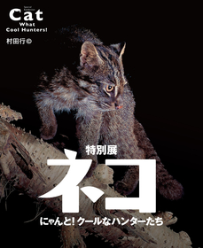 野生ネコからイエネコまで“ネコ科動物”の魅力に科学で迫る　『特別展「ネコ」～にゃんと！クールなハンターたち～』が開催