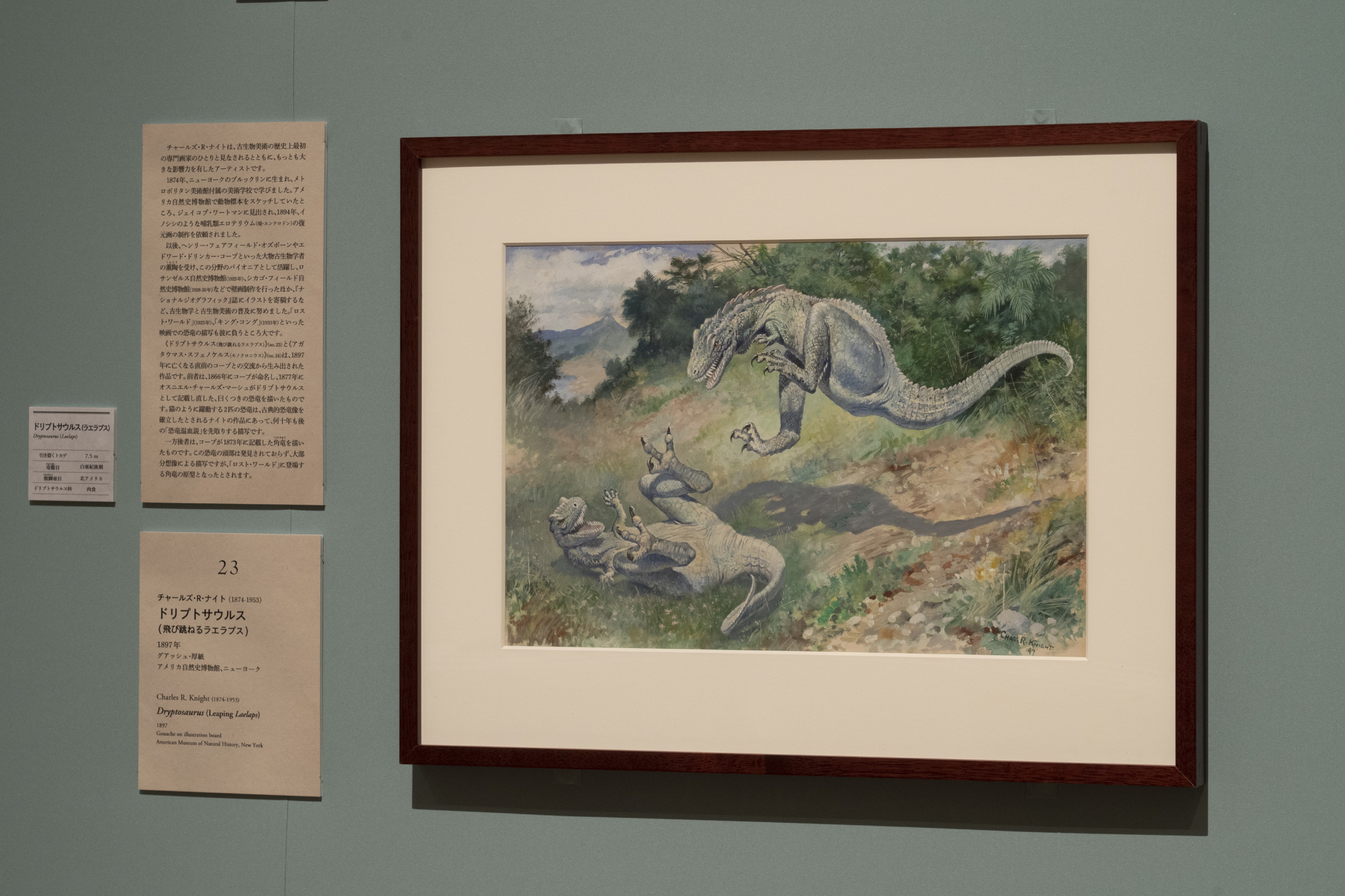 C・R・ナイト「ドリプトサウルス（飛び跳ねるラエラプス）」1897年 アメリカ自然史博物館、ニューヨーク Image #100205624, American Museum of Natural History Library.