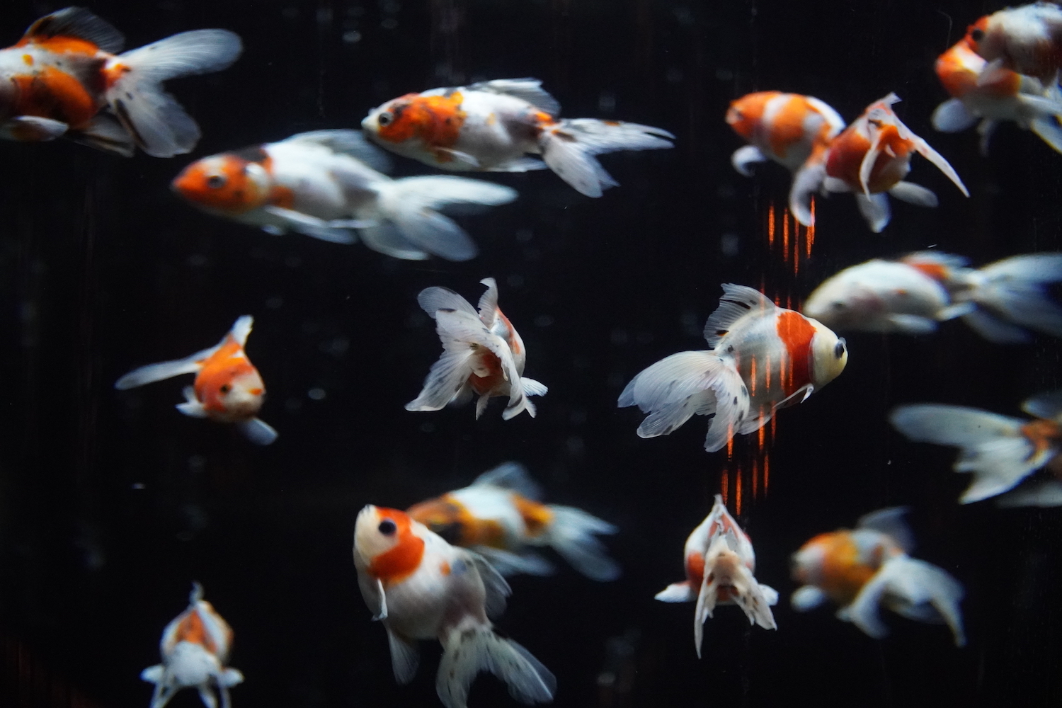 金魚の回廊