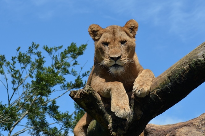木に登るライオン