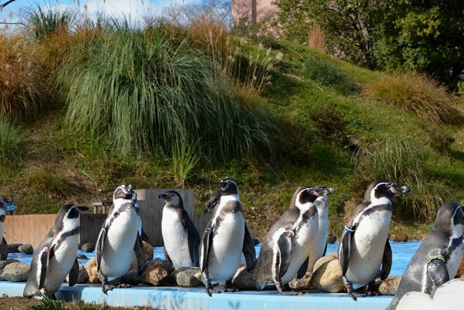 プールサイドに集まるペンギンたち