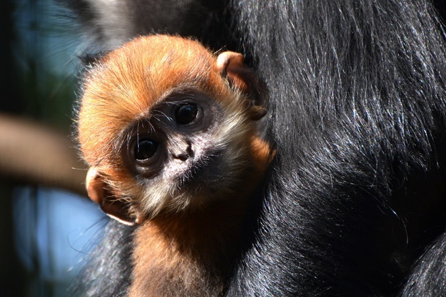 生後3ヶ月ぐらいの赤ちゃん（よこはま動物園ズーラシアにて2014年3月に撮影）