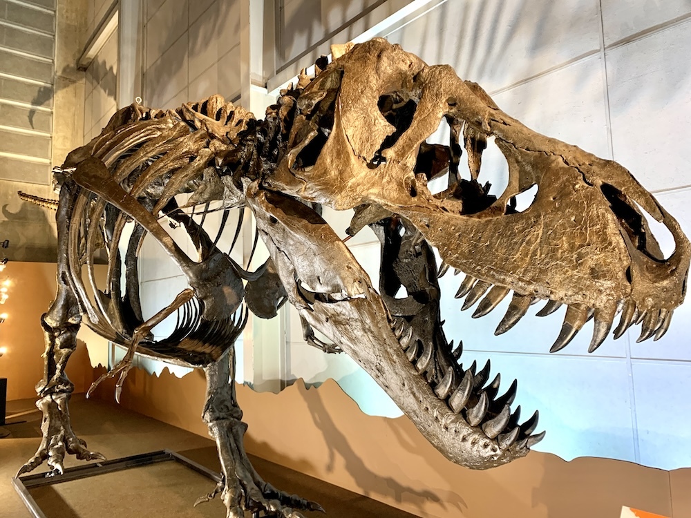 ティラノサウルスは大きいもので全長約13メートルにまで巨大化した