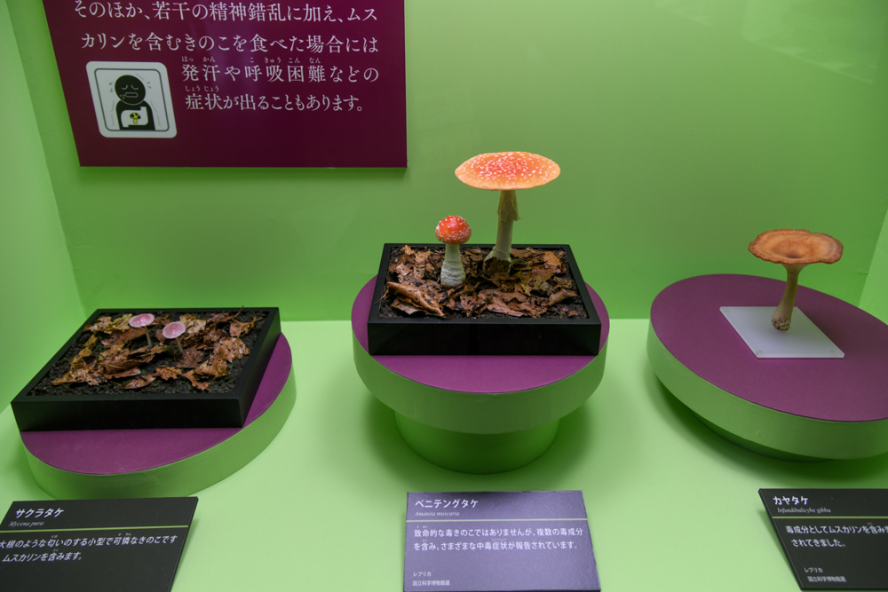 「菌類」の展示