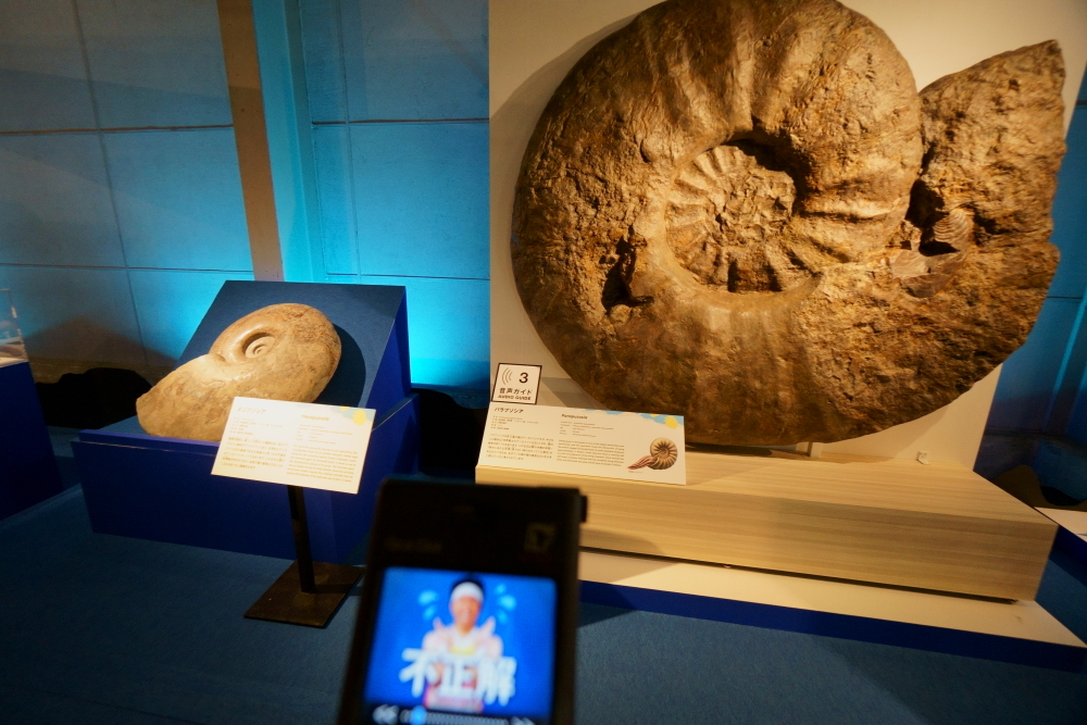 左：メソプゾシア　福井県立恐竜博物館、右：パラプゾシア　徳島県立博物館