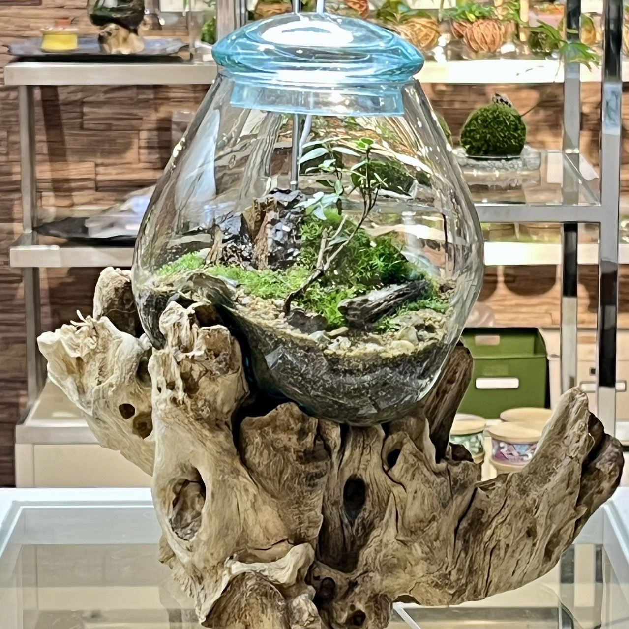 『BaliGlassで作る熱帯植物のテラリウム』