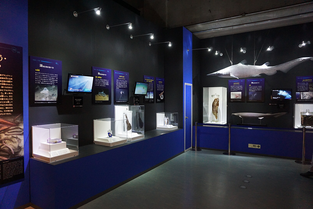 標本や実物模型、映像で見せる展示会場の様子