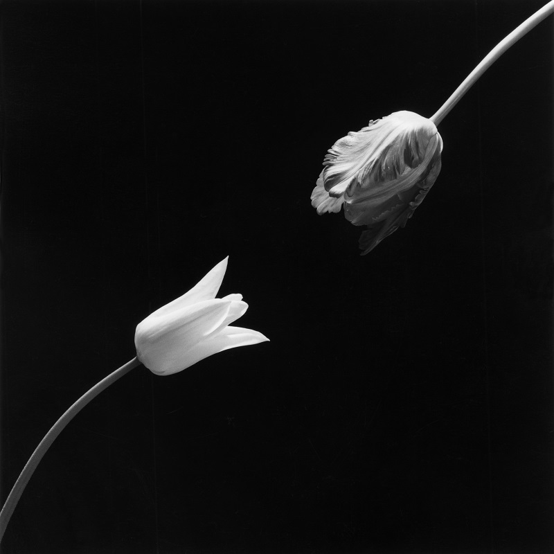 Tulip, 1984 Gelatin Silver Print