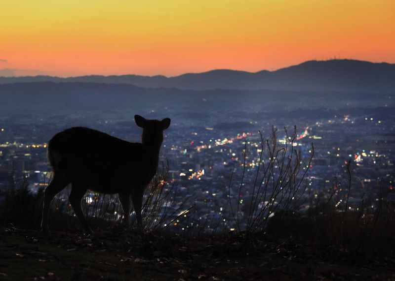 夕暮れの若草山からみた奈良のまちなみ 司馬遼太郎の言葉２「この国のかたち」より (C)小林修（朝日新聞出版写真部）