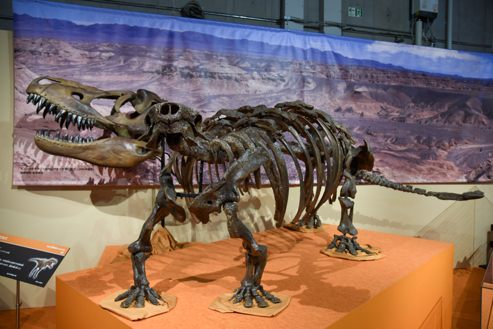 「タルボサウルス」 国立科学博物館蔵