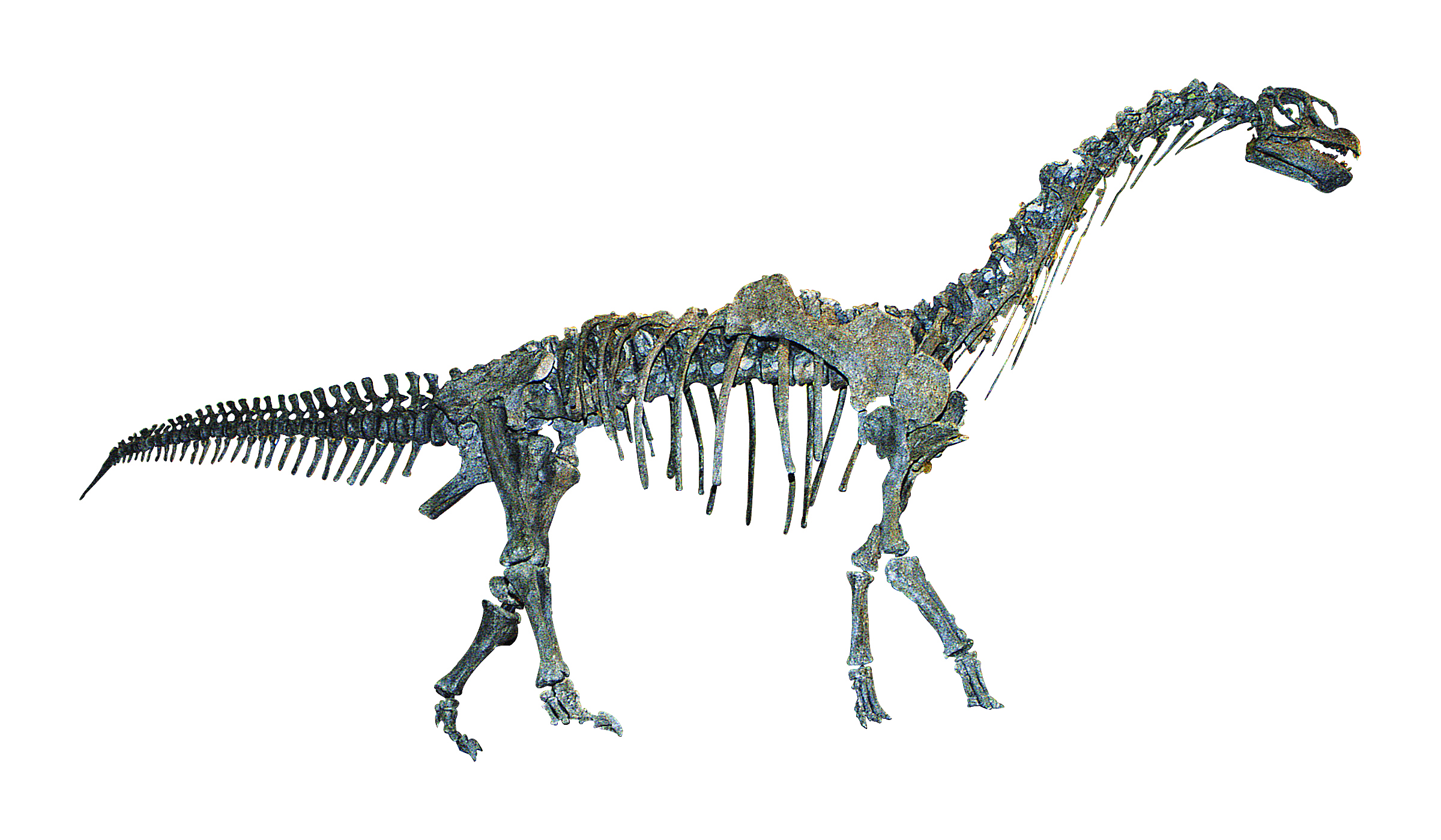 カマラサウルス亜成体　全身復元骨格