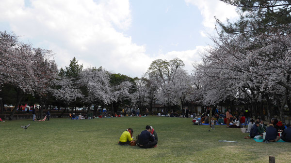 水前寺成趣園の桜（撮影：u1729）