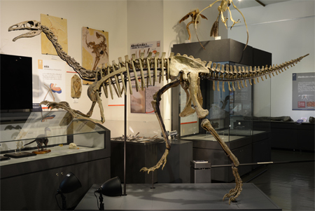 アラシャサウルスの全身骨格を展示