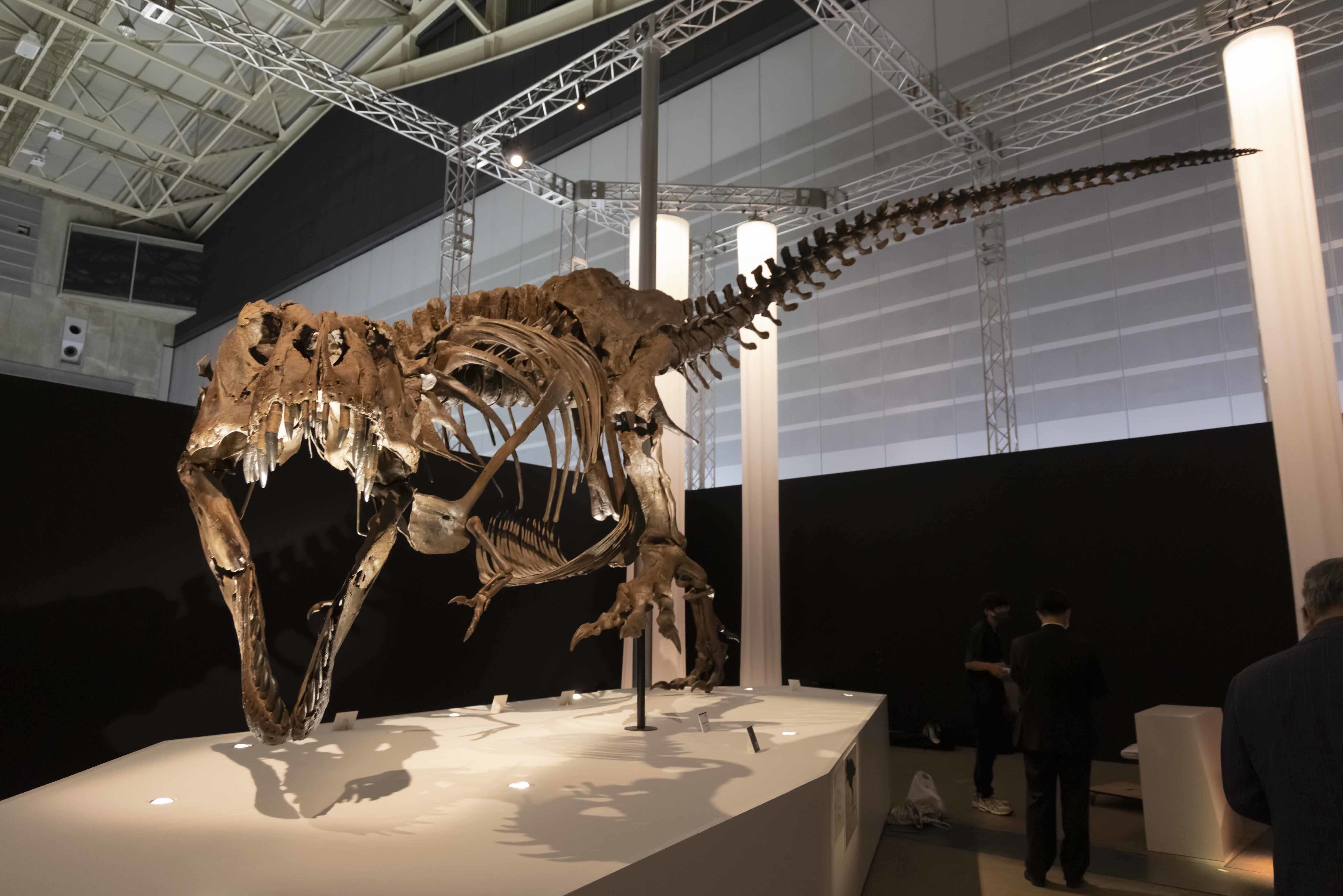 ティラノサウルス「スタン」 ※ヒューストン自然科学博物館所蔵