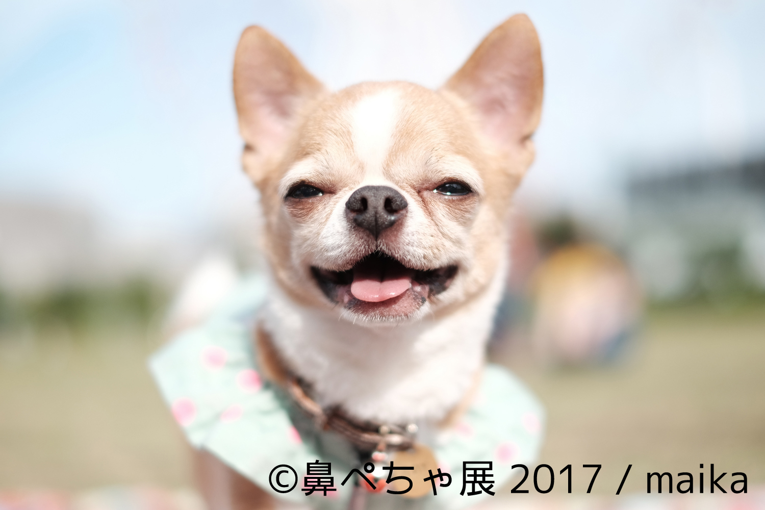『鼻ぺちゃ展 2017』