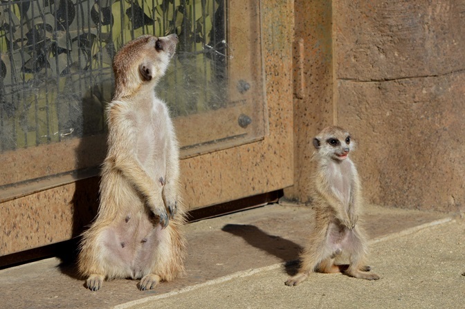 右：生後2ヶ月ぐらいの赤ちゃん（よこはま動物園ズーラシアにて2015年11月に撮影）