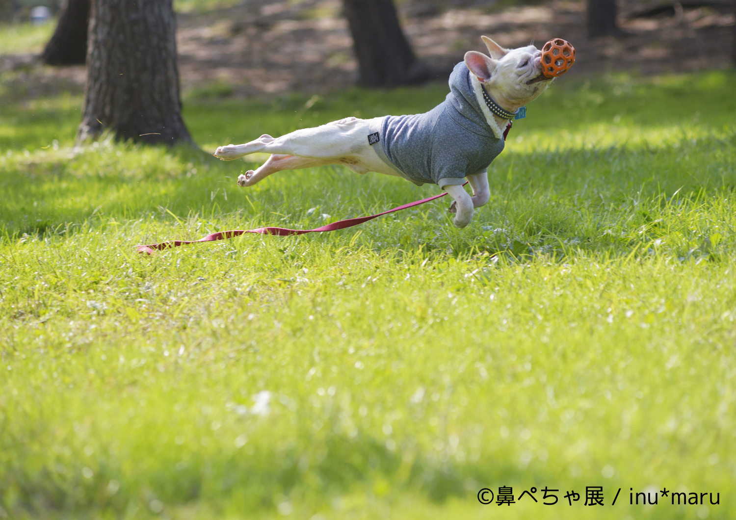 『鼻ぺちゃ展』