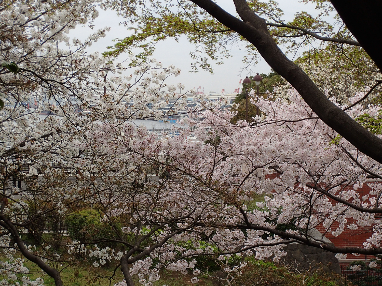 大佛次郎記念館 和室からの桜