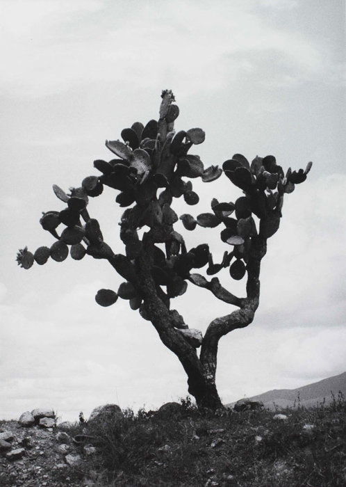  岡本太郎『ジャグル／メキシコ』1967年