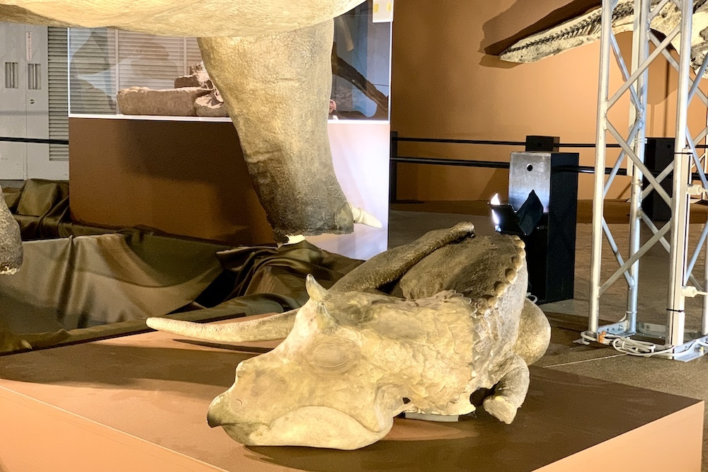 幼体はフリルのギザギザが鋭く、自分より大きな捕食者に対抗するために角の角度が上向きなのが特徴　福井県立恐竜博物館