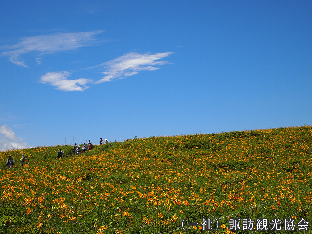 霧ヶ峰 （一社）諏訪観光協会