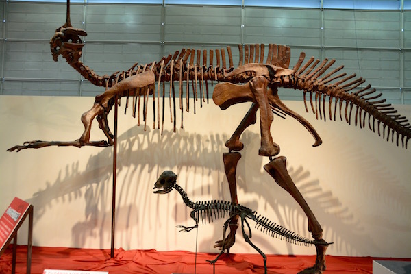 頭に一本角を持つ「チンタオサウルス」とドーム状の頭の「プレノケファレ」