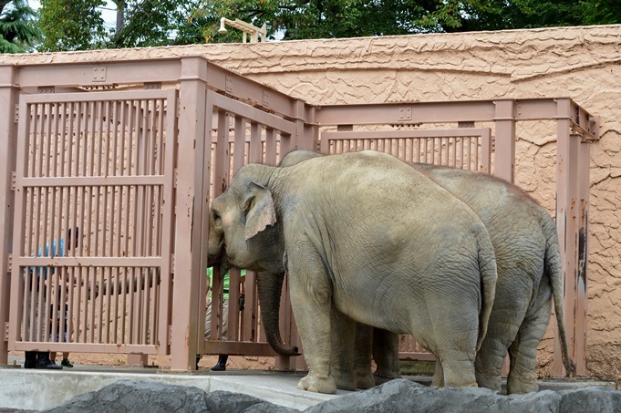 アジアゾウのおやつタイム