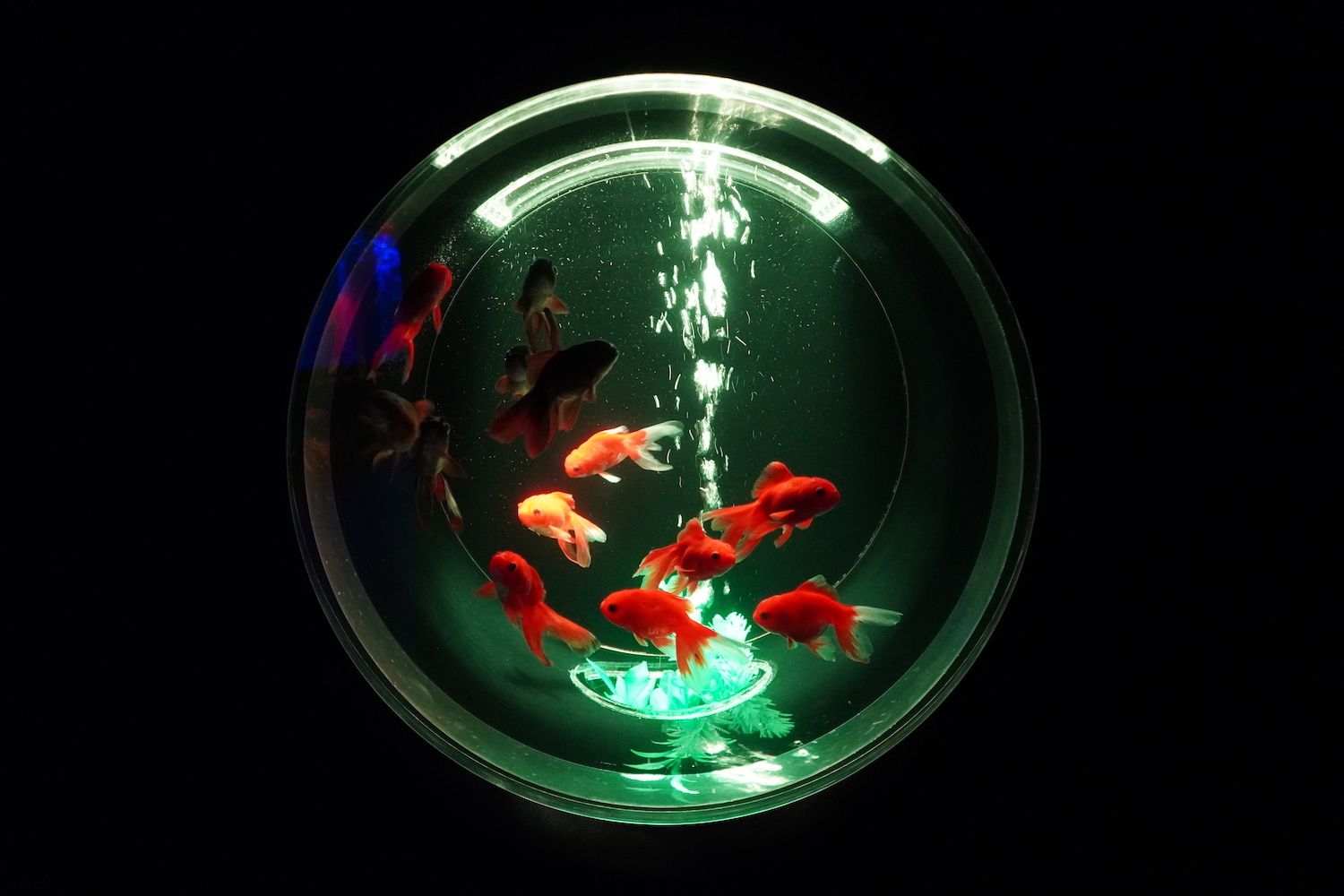金魚蒐集（コレクション）