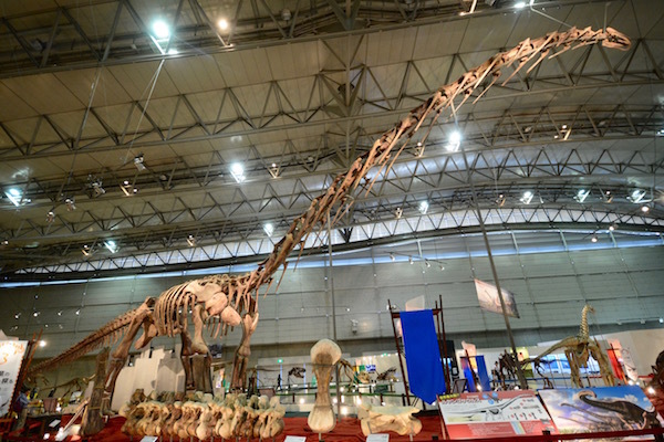 天井に届くくらいの長い首を持つ「ルヤンゴサウルス」
