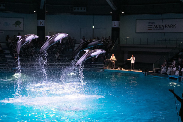 「AQUA PARK × Skoop On Somebody Special Dolphins Performance」の様子。