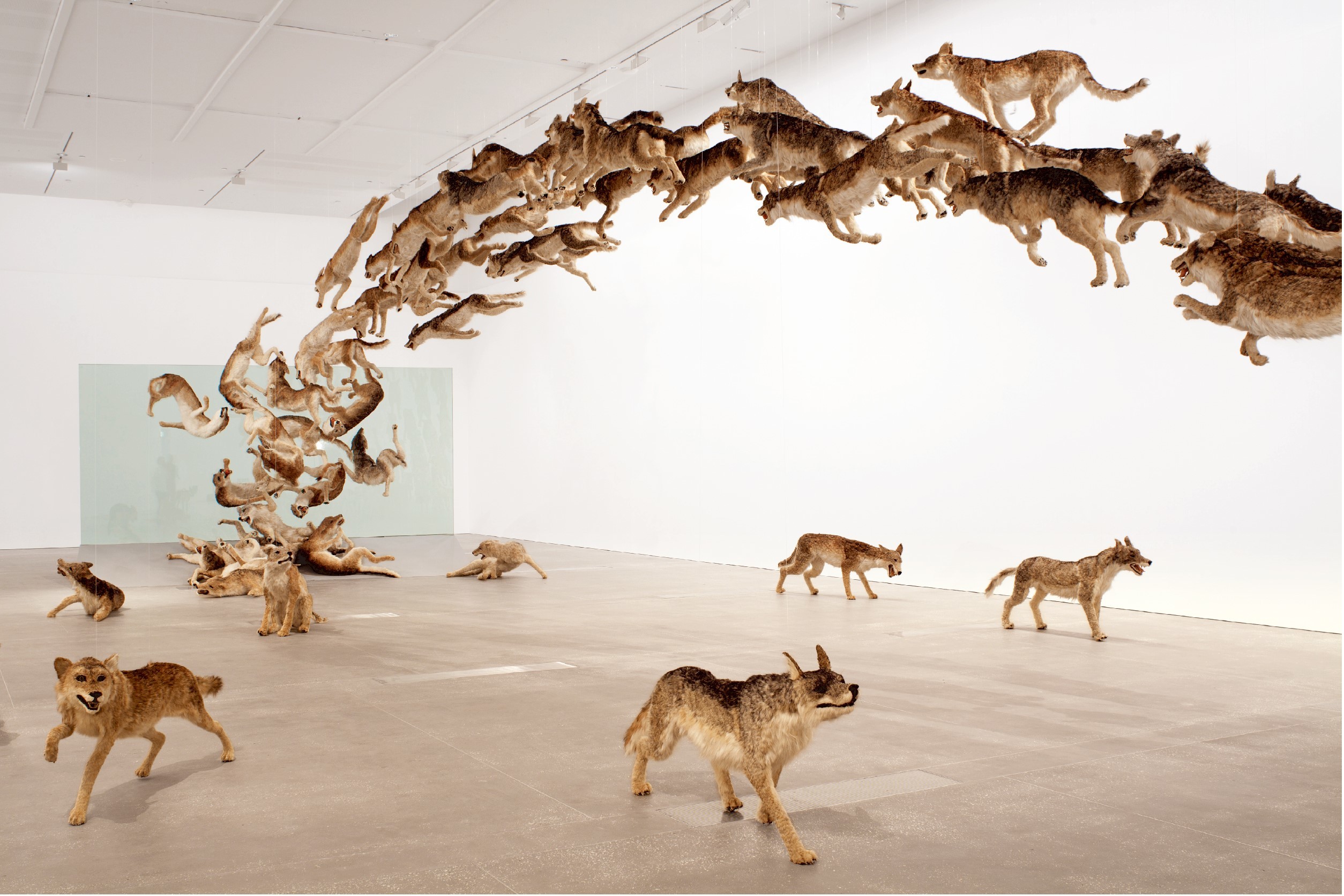 《壁撞き》2006年、 狼のレプリカ（99体）・ガラス、 サイズ可変、 ドイツ銀行によるコミッション・ワーク　The Deutsche Bank Collection