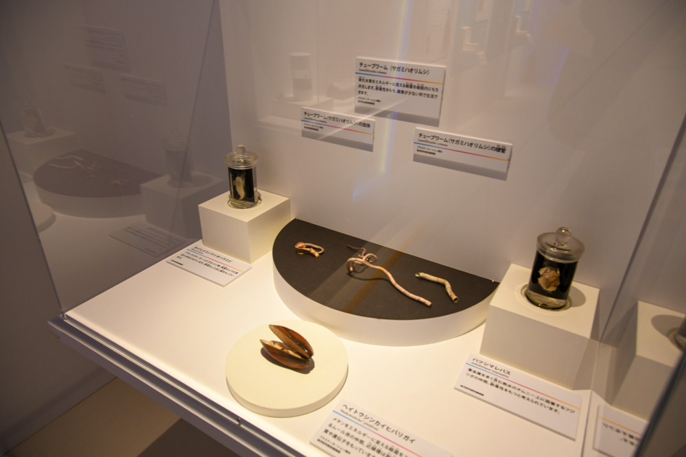 「深海熱水域」の展示