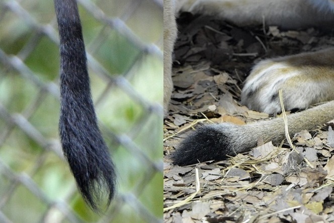 左：シシオザルの尾　右：ライオンの尾（よこはま動物園ズーラシアにて撮影）