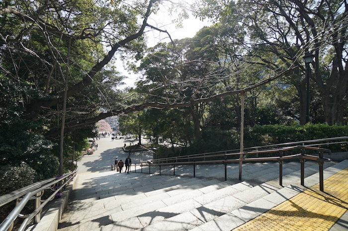 上野公園では早咲きの桜が。会期中、次々と新しい花が咲き開いていくだろう。