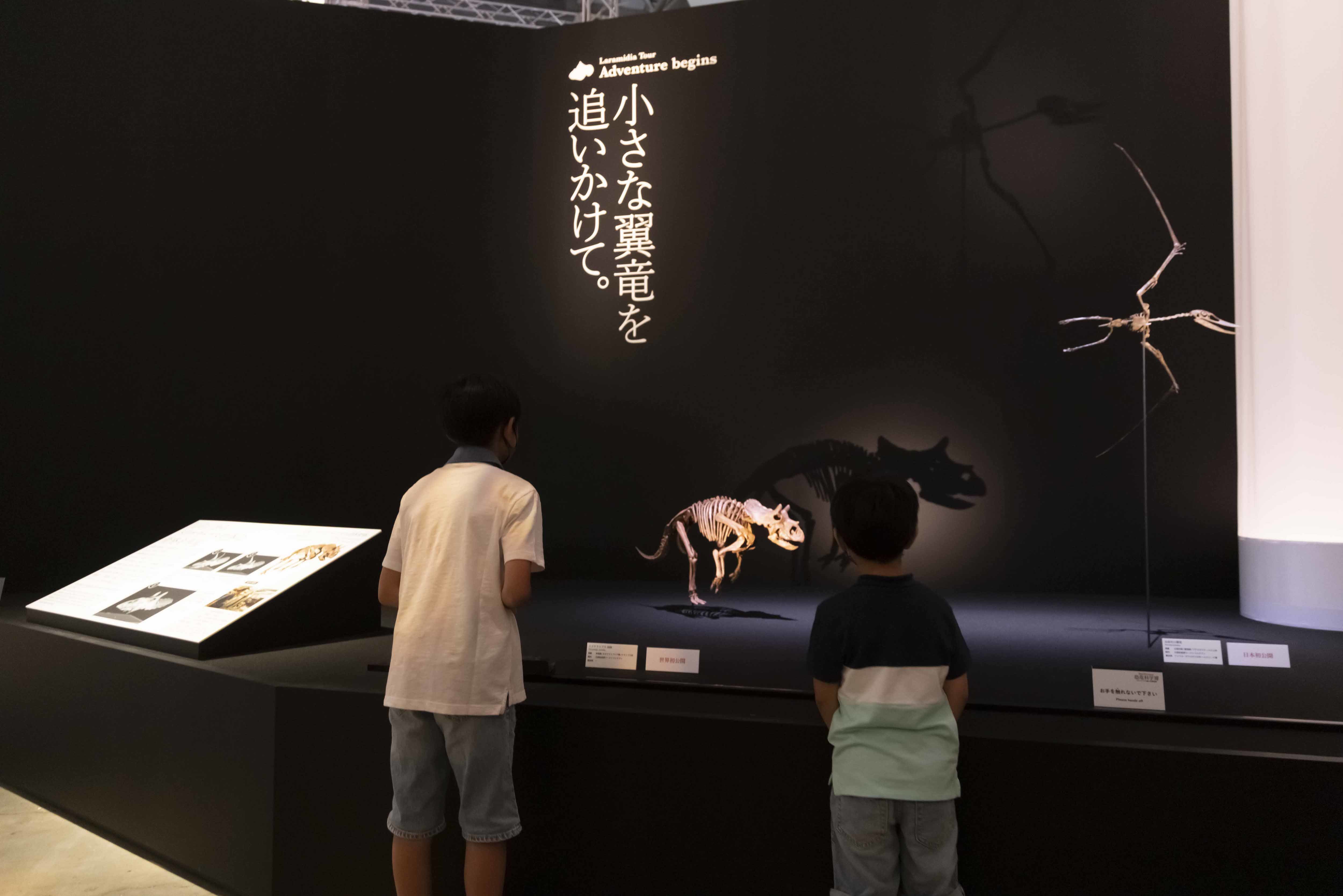 子供トリケラトプスの骨格標本は、本展のため「レイン」の骨格を元に科学的に再現し、世界で初めて組み立てられたものだ